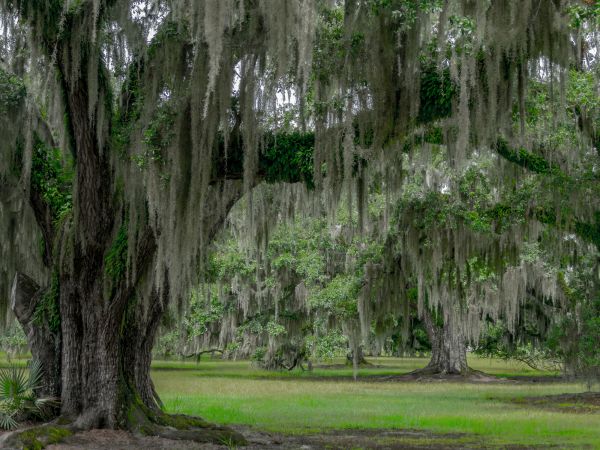 Spanish Moss Cleanup