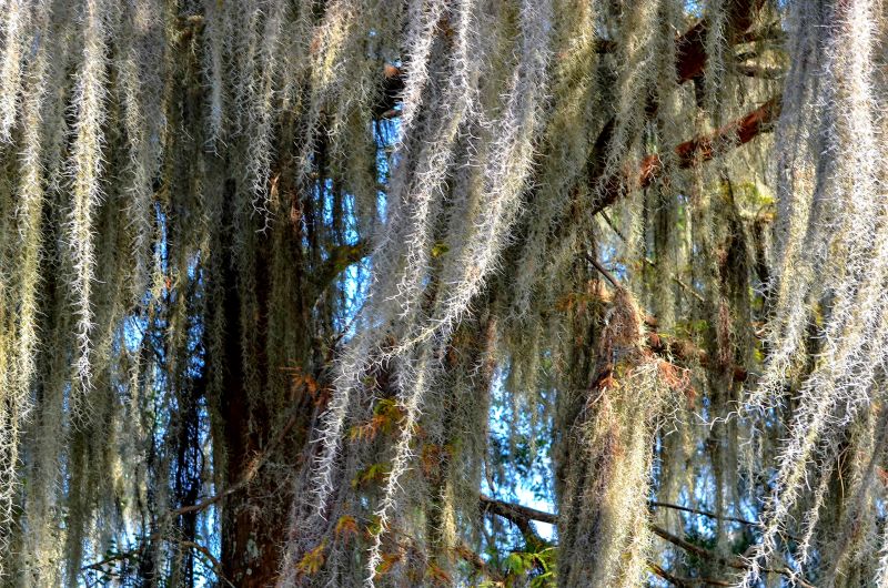 Spanish Moss Removal