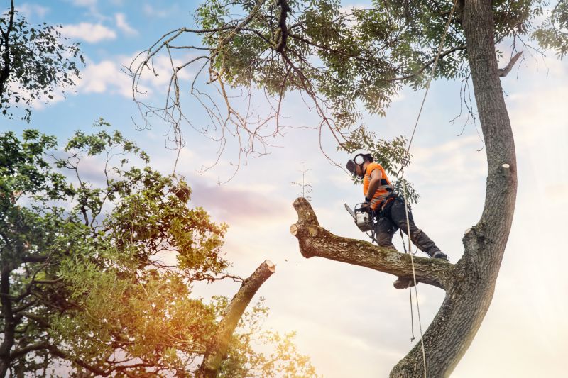 Arborist Tree Service in Reno, NV