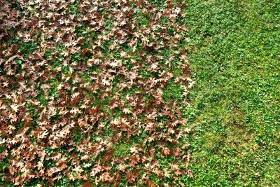 Autumn Lawn Maintenance