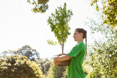 Pear Tree Planting in Honolulu, HI