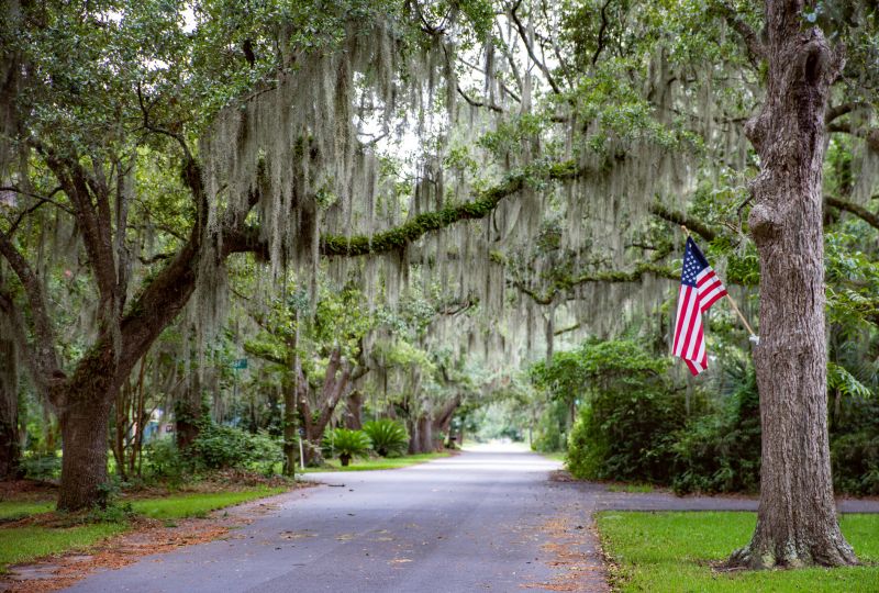 Spanish Moss on Oak Trees