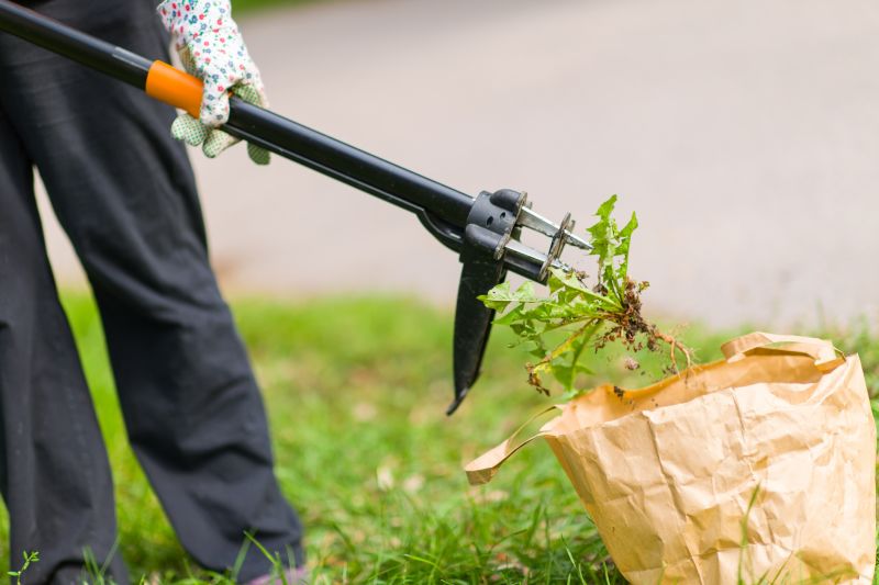 Professional Moss Removal Tools